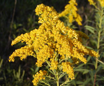 Goldenrod